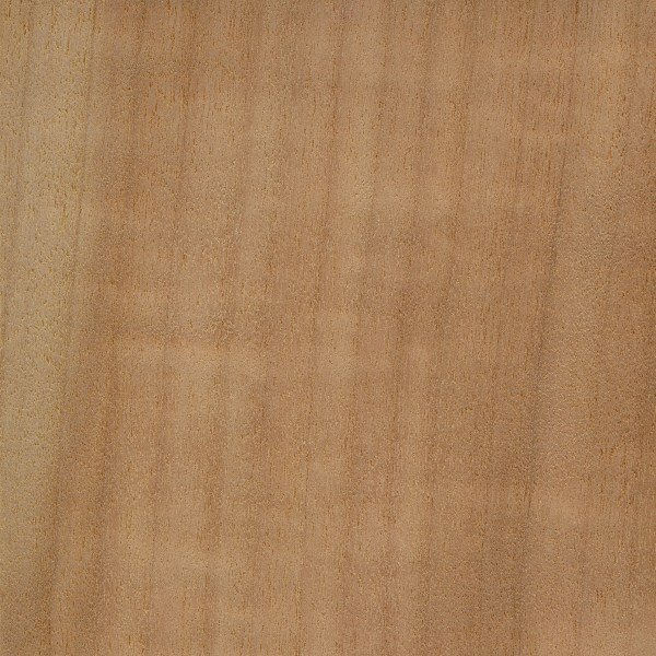 poplar aspen